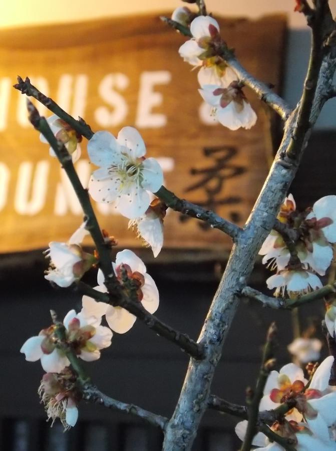 Guesthouse Yawara Okayama Bagian luar foto